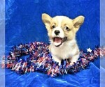 Puppy 5 Pembroke Welsh Corgi