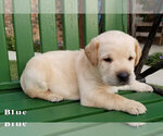Puppy 2 Labrador Retriever