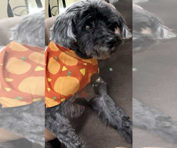 Medium Photo #2 ShihPoo Puppy For Sale in Cuyahoga Falls , OH, USA