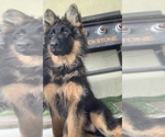 Small #2 German Shepherd Dog