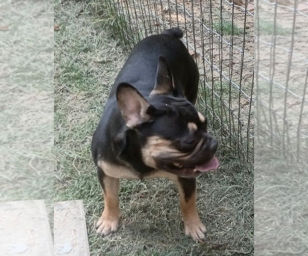 Medium Photo #1 French Bulldog Puppy For Sale in CARTHAGE, TX, USA