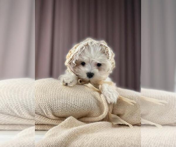 Medium Photo #8 Morkie Puppy For Sale in PEMBROKE PINES, FL, USA