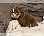 Puppy 3 Bulldog