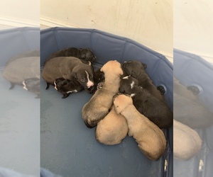 American Bully-American Pit Bull Terrier Mix Puppy for sale in CHICAGO, IL, USA