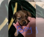 Small Photo #9 Tibetan Terrier-Yorkshire Terrier Mix Puppy For Sale in JACKSONVILLE, FL, USA