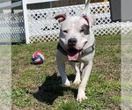 Small Photo #13 American Pit Bull Terrier Puppy For Sale in Virginia Beach, VA, USA
