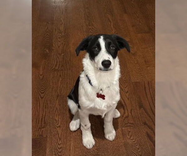 Medium Photo #1 Australian Shepherd-Unknown Mix Puppy For Sale in Grafton, WI, USA