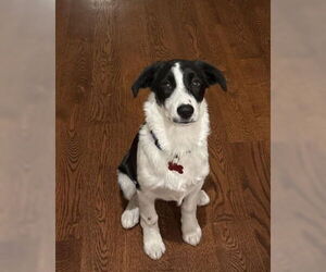 Australian Shepherd-Unknown Mix Dogs for adoption in Grafton, WI, USA