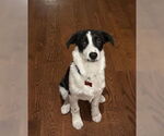 Small Australian Shepherd Mix