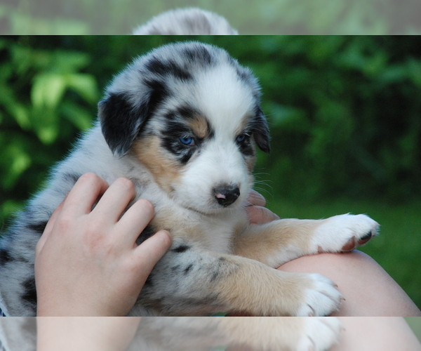 Medium Photo #1 Australian Shepherd Puppy For Sale in DEER PARK, WI, USA