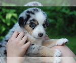 Small Photo #1 Australian Shepherd Puppy For Sale in DEER PARK, WI, USA