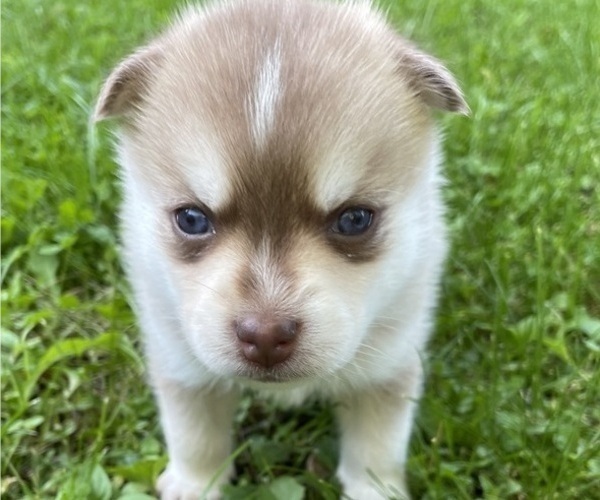 Medium Photo #6 Pomsky Puppy For Sale in NORWICH, NY, USA