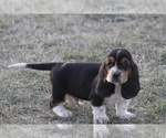Small #6 Basset Hound