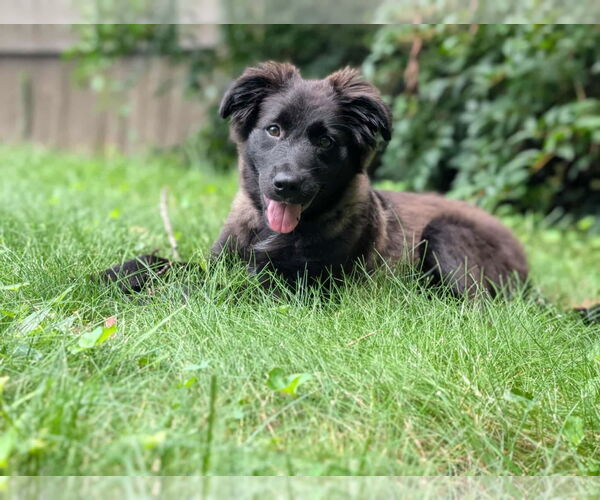 Medium Photo #2 Australian Shepherd-German Shepherd Dog Mix Puppy For Sale in Fultonham, NY, USA