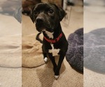 Small #13 Beagle-Border Collie Mix