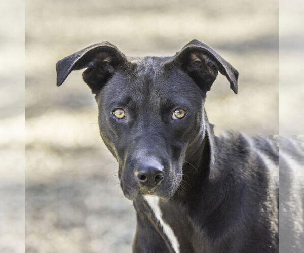 Medium Photo #1 Mutt Puppy For Sale in Hilton Head, SC, USA