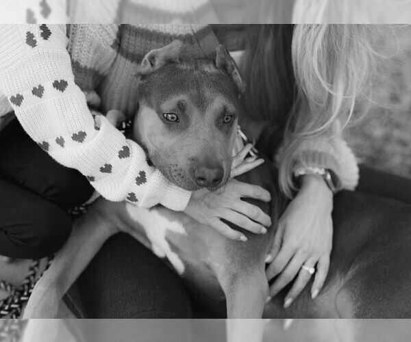 Medium Photo #7 American Bulldog Puppy For Sale in Orlando, FL, USA