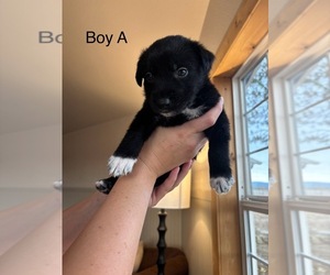 Shollie Puppy for sale in EAGLE POINT, OR, USA
