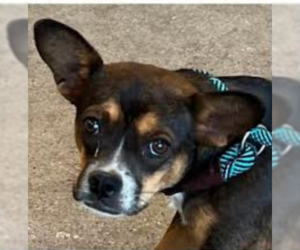 Chihuahua-Unknown Mix Dogs for adoption in Cranston, RI, USA