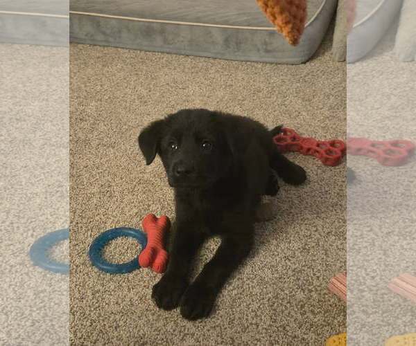 Medium Photo #1 Mutt Puppy For Sale in Wyoming, MI, USA
