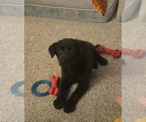 Mutt Dogs for adoption in Wyoming, MI, USA