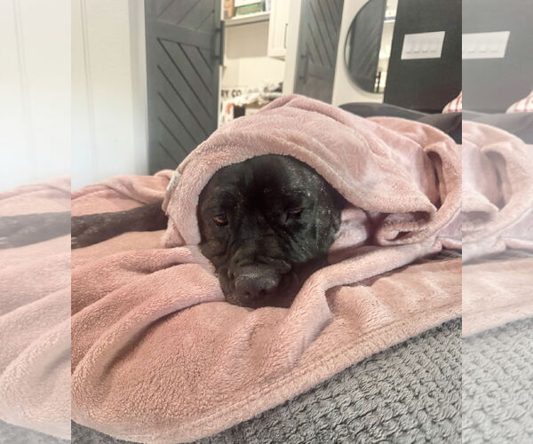 Medium Photo #4 Mutt Puppy For Sale in Goodyear, AZ, USA