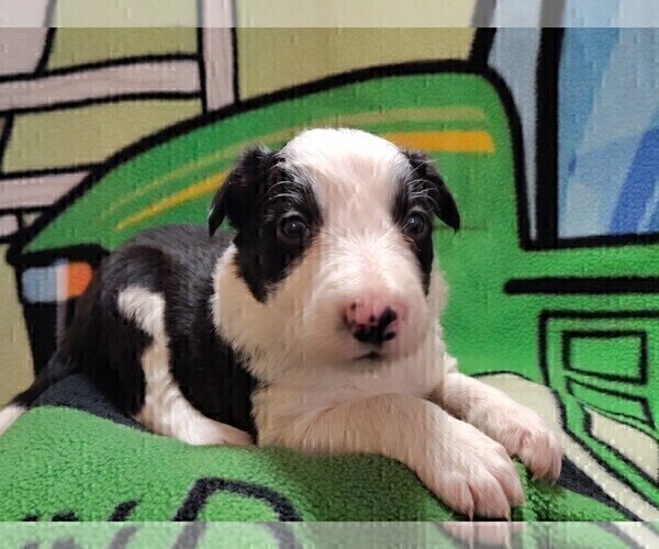 Medium Photo #31 Border Collie Puppy For Sale in NORBORNE, MO, USA
