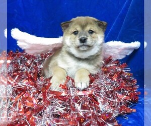 Shiba Inu Puppy for sale in NORWOOD, MO, USA