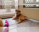 Small Photo #4 Shiba Inu Puppy For Sale in SOMERSWORTH, NH, USA