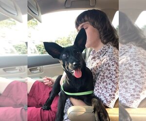 Leela - Female Mutt Dog for Adoption - Photo #2