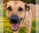 Molly - Female Shepradors Dog for Adoption - Small photo