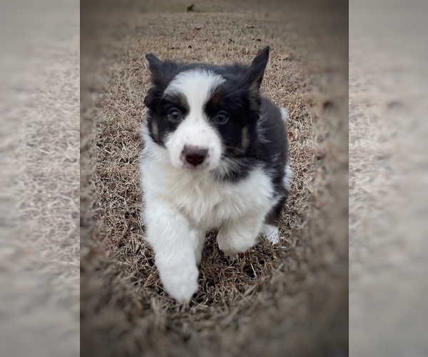 Medium Photo #1 Border Collie-Papillon Mix Puppy For Sale in CULPEPER, VA, USA