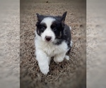 Puppy Mocha Border Collie-Papillon Mix