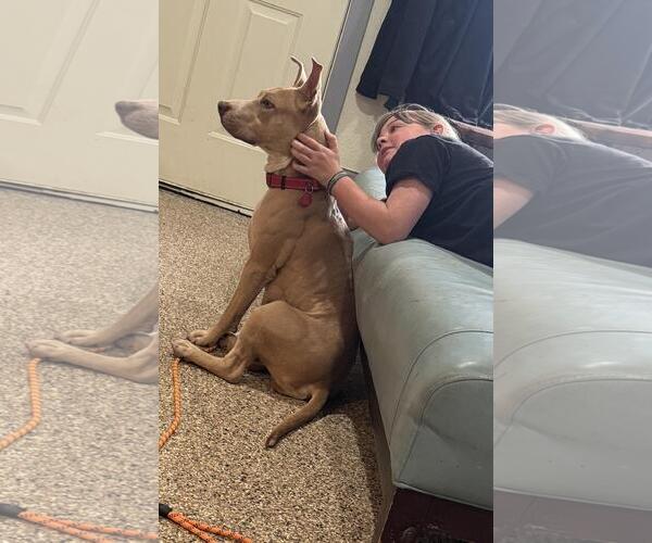 Medium Photo #3 Mutt Puppy For Sale in Incline Village, NV, USA