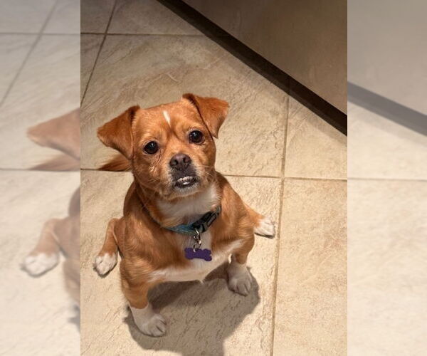 Medium Photo #3 Puggle Puppy For Sale in East Derry, NH, USA