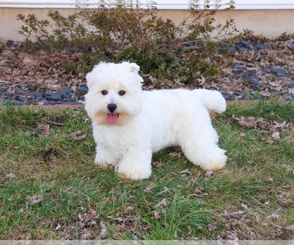 Medium Photo #10 West Highland White Terrier Puppy For Sale in SYRACUSE, IN, USA