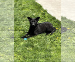 Puppy 7 German Shepherd Dog