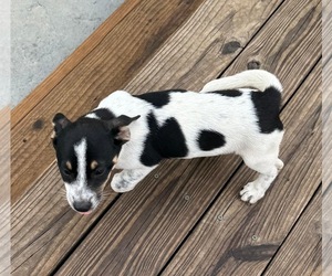 Chihuahua-Unknown Mix Dogs for adoption in Virginia Beach, VA, USA