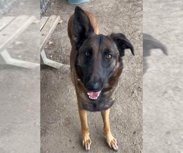 Medium Photo #2 German Shepherd Dog-Unknown Mix Puppy For Sale in Riverside, CA, USA