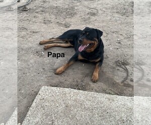 Father of the Rottweiler puppies born on 02/09/2026