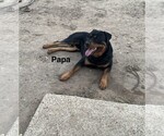 Small Photo #1 Rottweiler Puppy For Sale in FORT WORTH, TX, USA