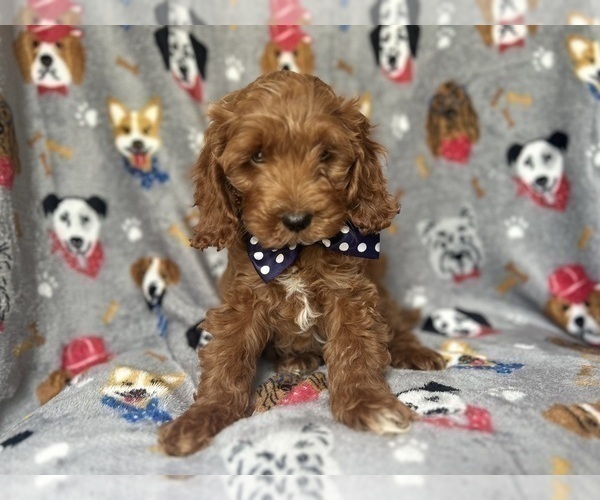 Medium Photo #4 Cock-A-Poo Puppy For Sale in LAKELAND, FL, USA