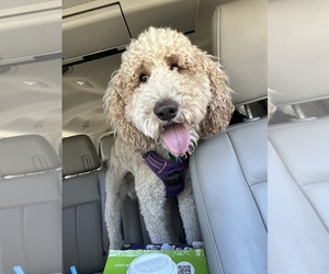 Father of the Goldendoodle-Poodle (Standard) Mix puppies born on 05/10/2025