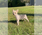 Small Photo #2 Mutt Puppy For Sale in Pacolet, SC, USA