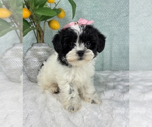 ShihPoo Puppy for sale in FRANKLIN, IN, USA