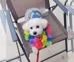 Small Photo #1 Bichon Frise Puppy For Sale in AMERICAN FORK, UT, USA