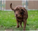 Small #1 Labrador Retriever