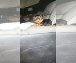 Small Photo #19 Yorkshire Terrier Puppy For Sale in BENSON, NC, USA