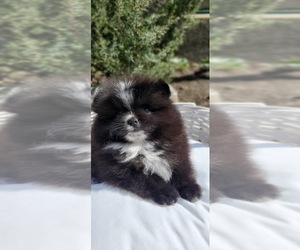 Pomeranian Puppy for sale in Chisinau, Chisinau Municipality, Moldova