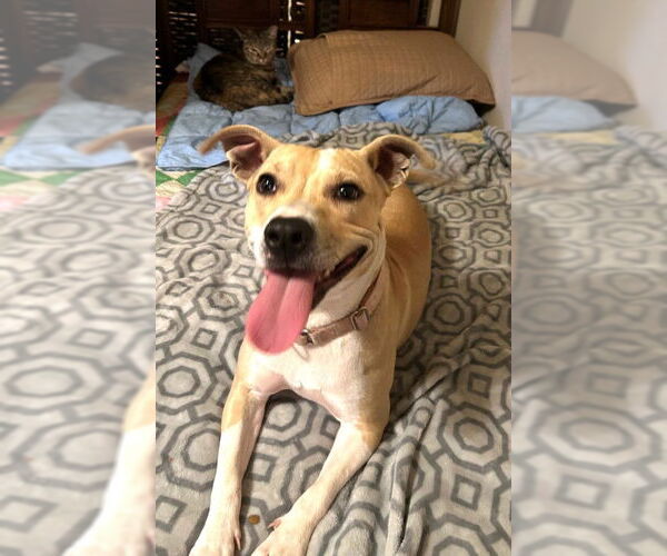 Medium Photo #2 Mutt Puppy For Sale in Germanton, TN, USA